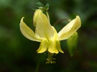 Gelbe Bergakelei - Banff NP